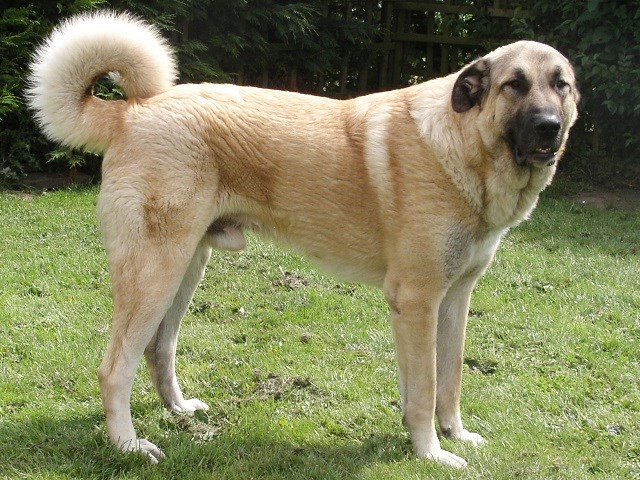 Anatolian Shepherd Dog thumbnail